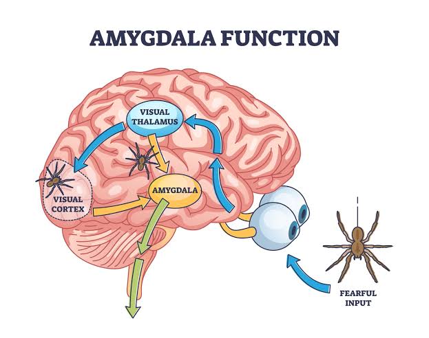 Targeting a Tiny Amygdala Circuit Reverses Anxiety in Mice